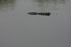 0514 - Alligator