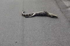0529 - Leider überfahren, ein kleiner Alligator auf der Straße