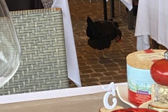 Das Huhn gehört zum Hotel und darf überall hin