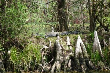 Alligatoren im Wakulla Springs State Park
